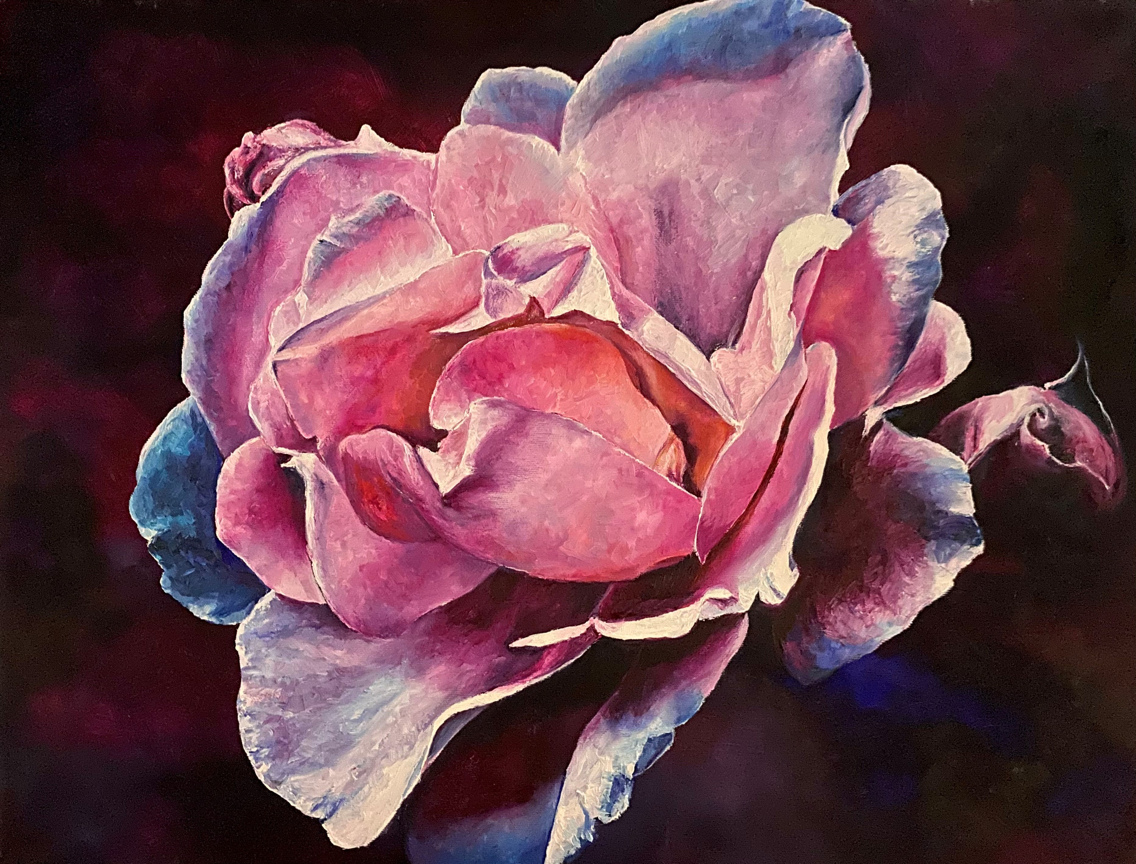 Magenta rose